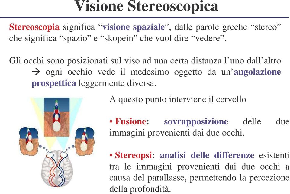 leggermente diversa. A questo punto interviene il cervello Fusione: sovrapposizione delle due immagini provenienti dai due occhi.