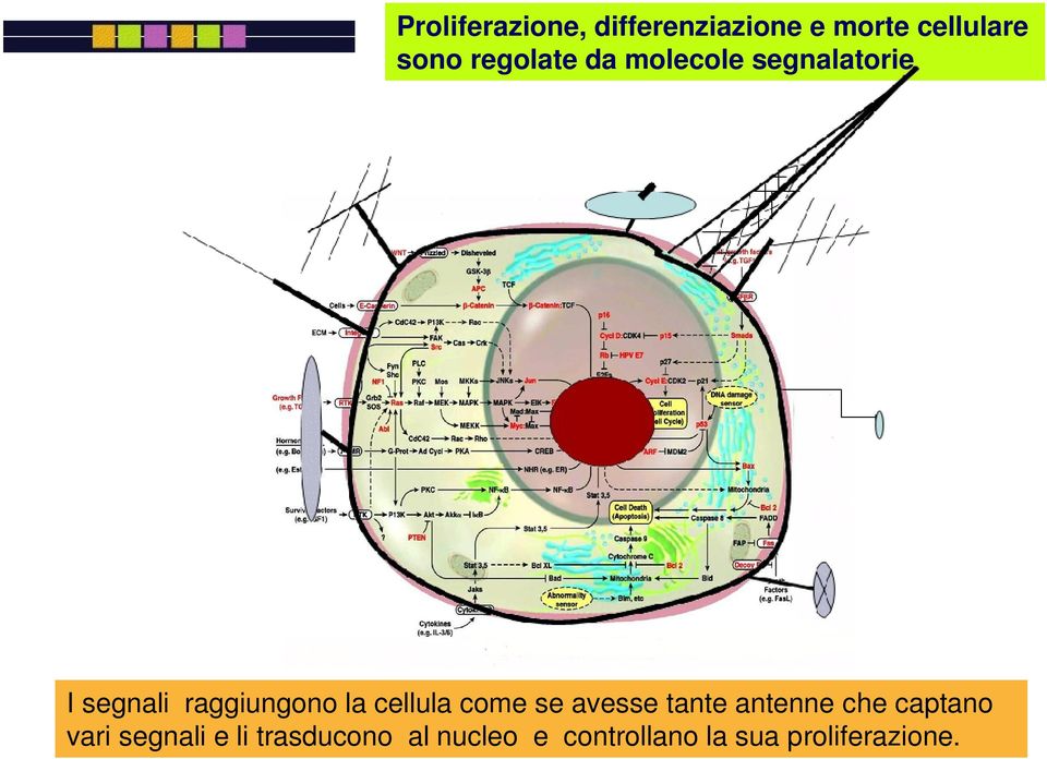 cellula come se avesse tante antenne che captano vari