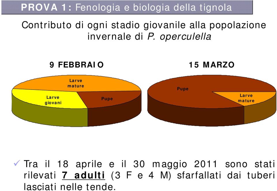 operculella 9 FEBBRAIO 15 MARZO Larve giovani Larve mature Pupe Pupe Larve