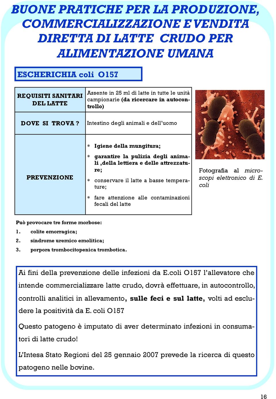 attenzione alle contaminazioni fecali del latte Fotografia al microscopi elettronico di E. coli Può provocare tre forme morbose: 1. colite emorragica; 2. sindrome uremico emolitica; 3.