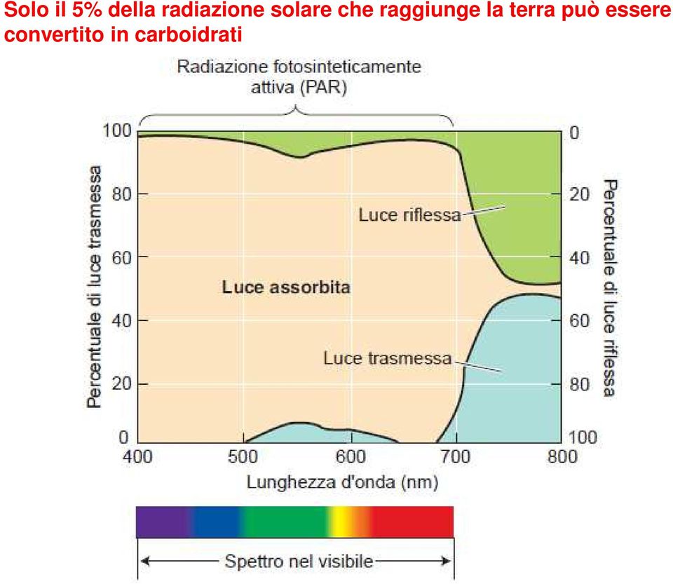 raggiunge la terra può