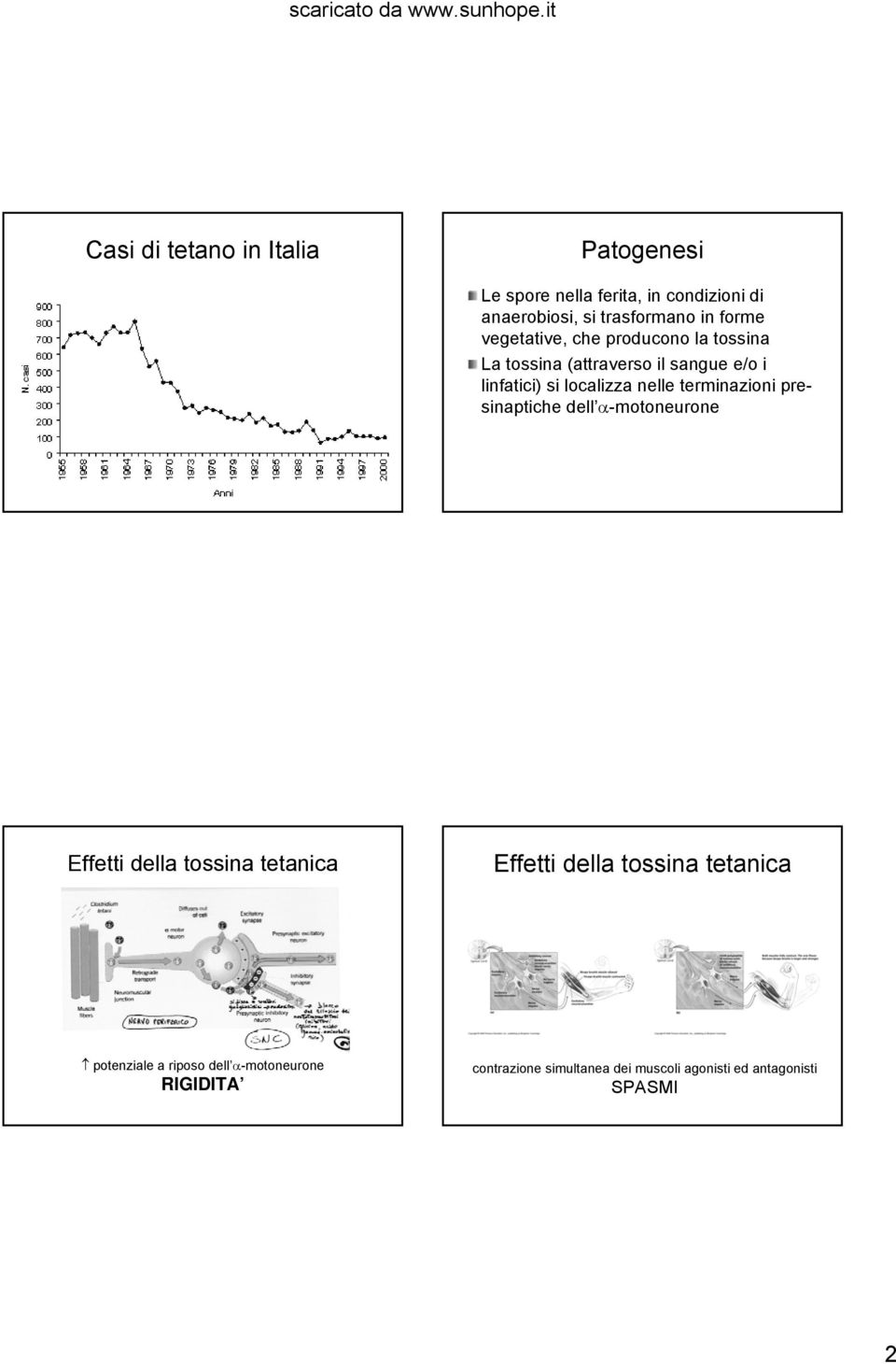 i linfatici) si localizza nelle terminazioni presinaptiche dell α-motoneurone potenziale a