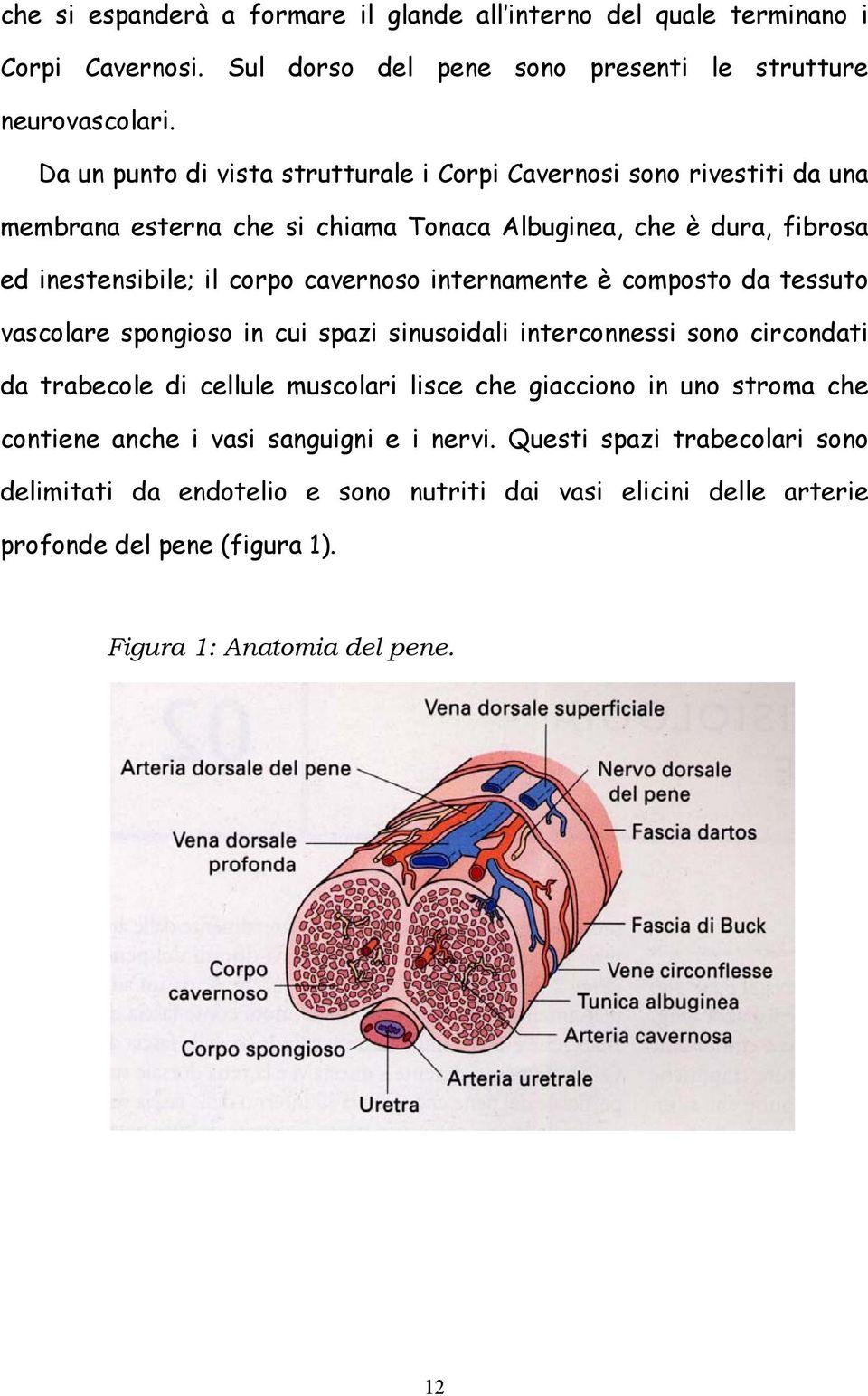 internamente è composto da tessuto vascolare spongioso in cui spazi sinusoidali interconnessi sono circondati da trabecole di cellule muscolari lisce che giacciono in uno stroma