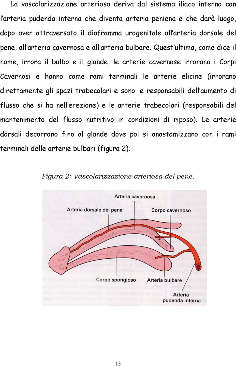 Quest ultima, come dice il nome, irrora il bulbo e il glande, le arterie cavernose irrorano i Corpi Cavernosi e hanno come rami terminali le arterie elicine (irrorano direttamente gli spazi