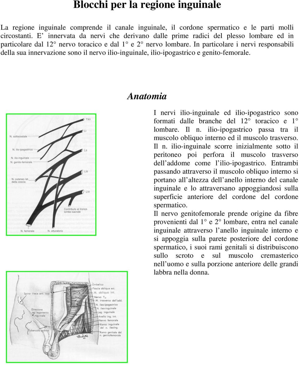 In particolare i nervi responsabili della sua innervazione sono il nervo ilio-inguinale, ilio-ipogastrico e genito-femorale.