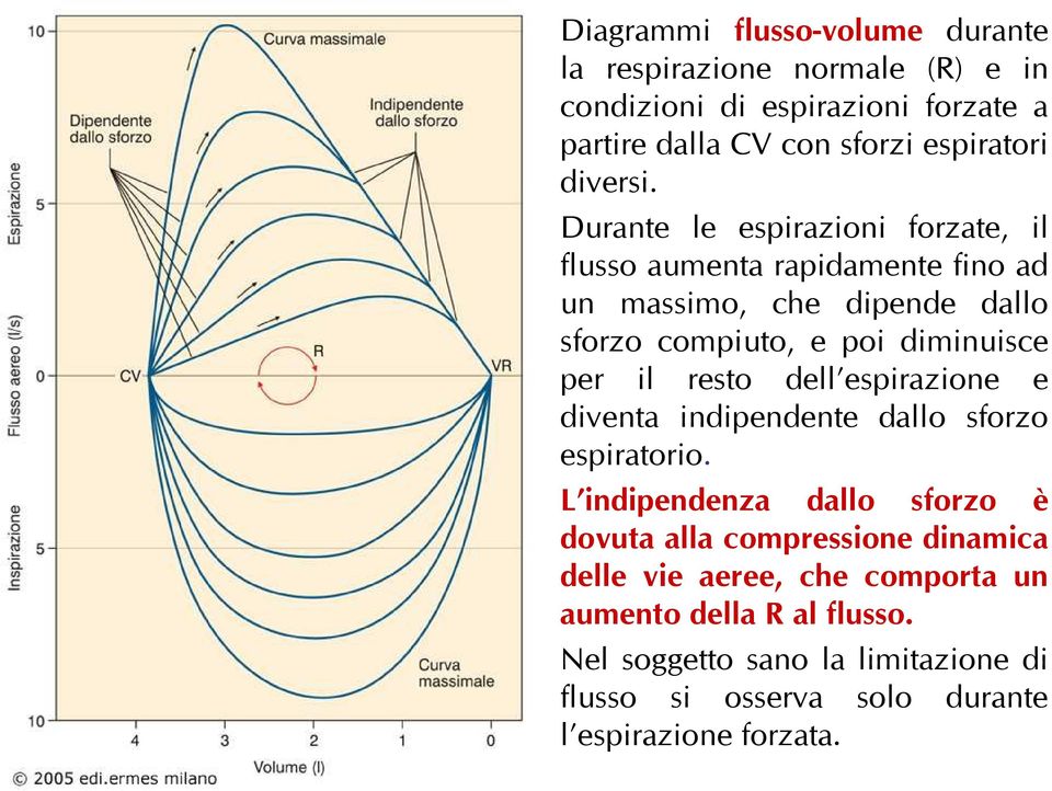 Durante le espirazioni forzate, il flusso aumenta rapidamente fino ad un massimo, che dipende dallo sforzo compiuto, e poi diminuisce per il