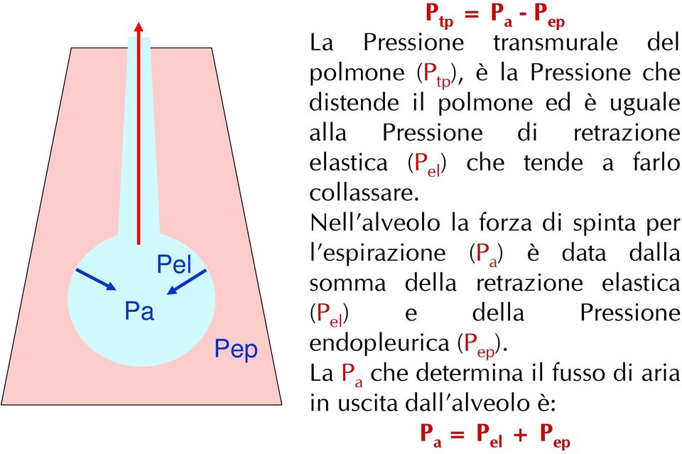 Nell alveolo la forza di spinta per l espirazione (P a ) è data dalla somma della retrazione elastica (P el