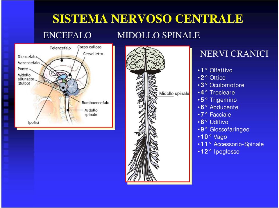 Trocleare 5 Trigemino 6 Abducente 7 Facciale 8