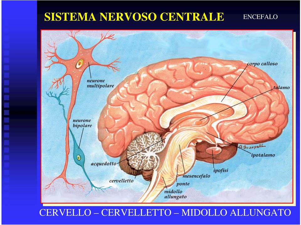 CERVELLO