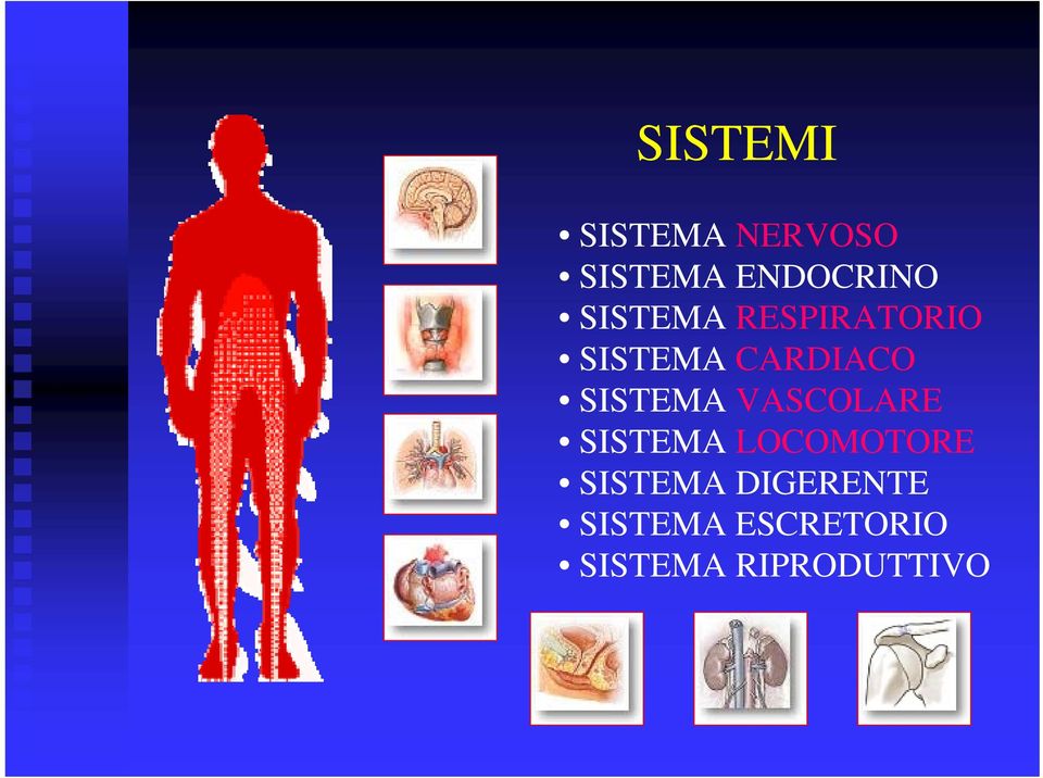 SISTEMA VASCOLARE SISTEMA LOCOMOTORE