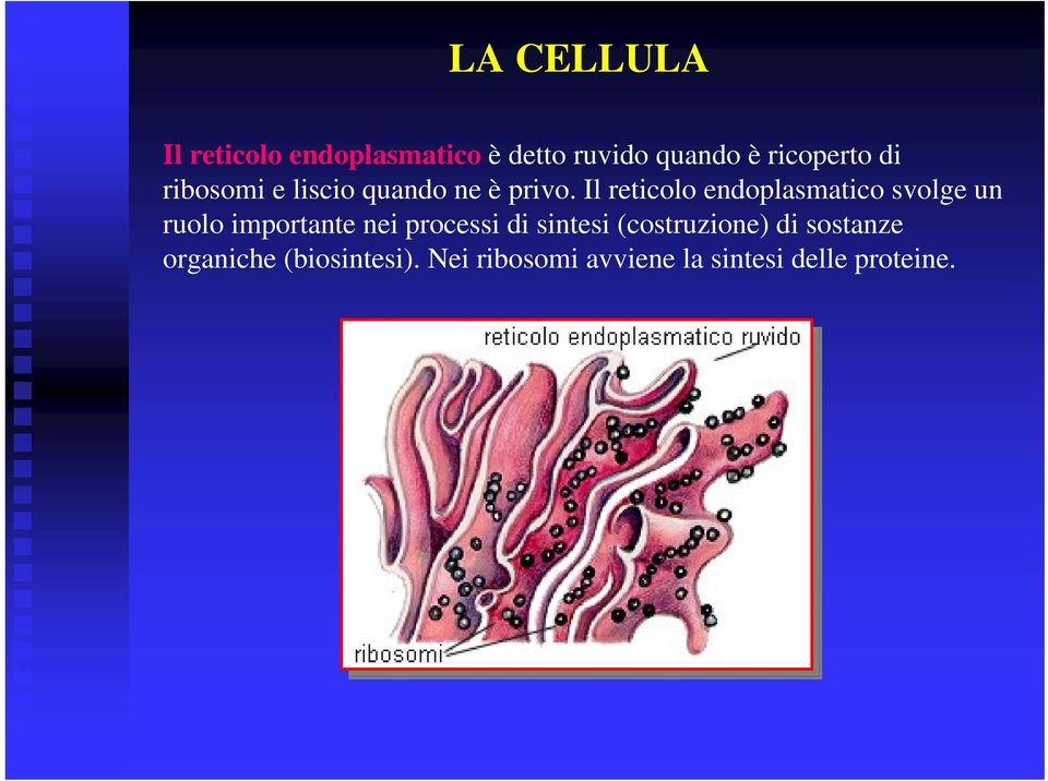 Il reticolo endoplasmatico svolge un ruolo importante nei processi di