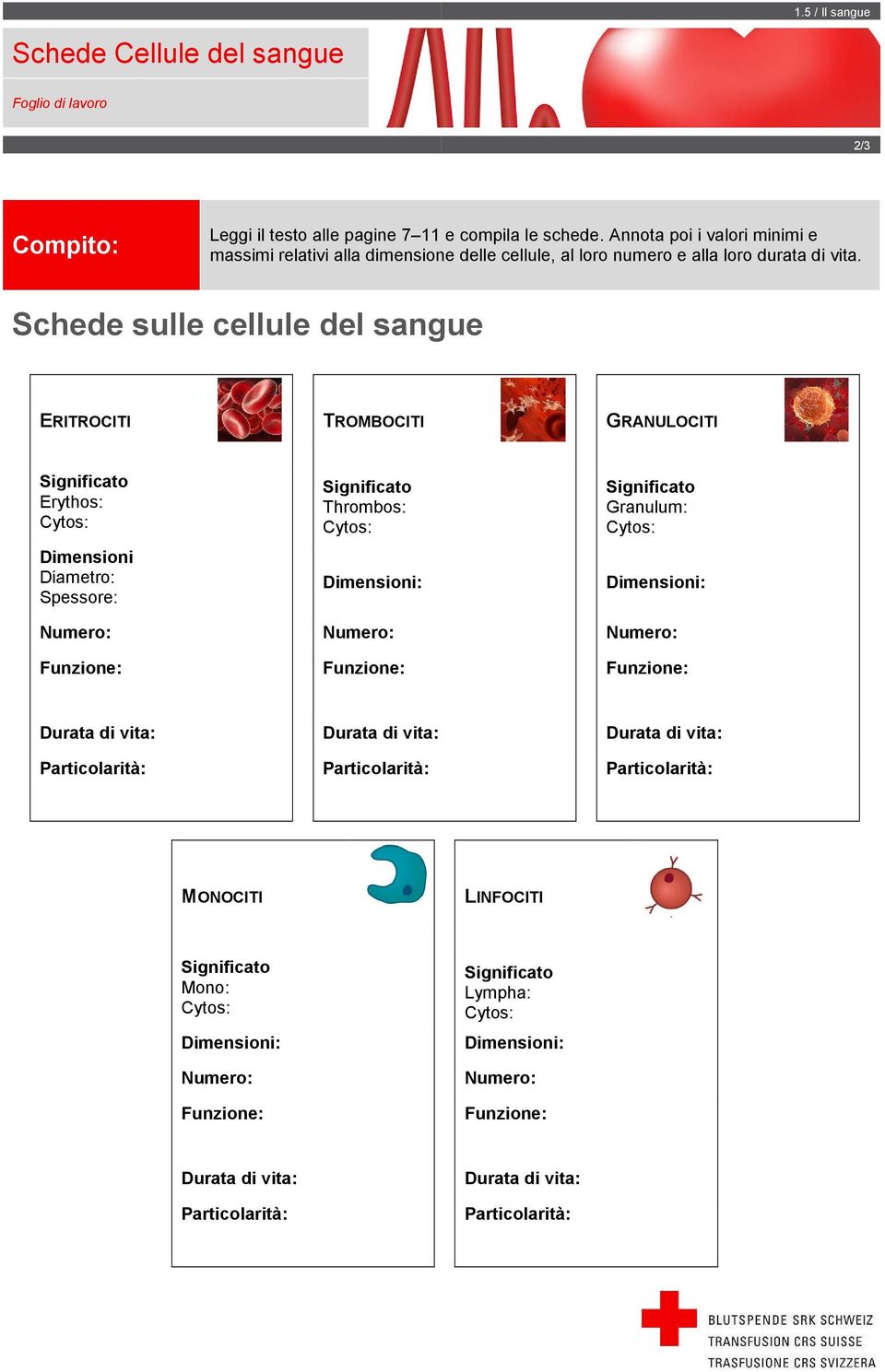 Schede sulle cellule del sangue ERITROCITI TROMBOCITI GRANULOCITI Significato Erythos: Cytos: Dimensioni Diametro: Spessore: Significato Thrombos: Cytos: Dimensioni: Significato Granulum: Cytos: