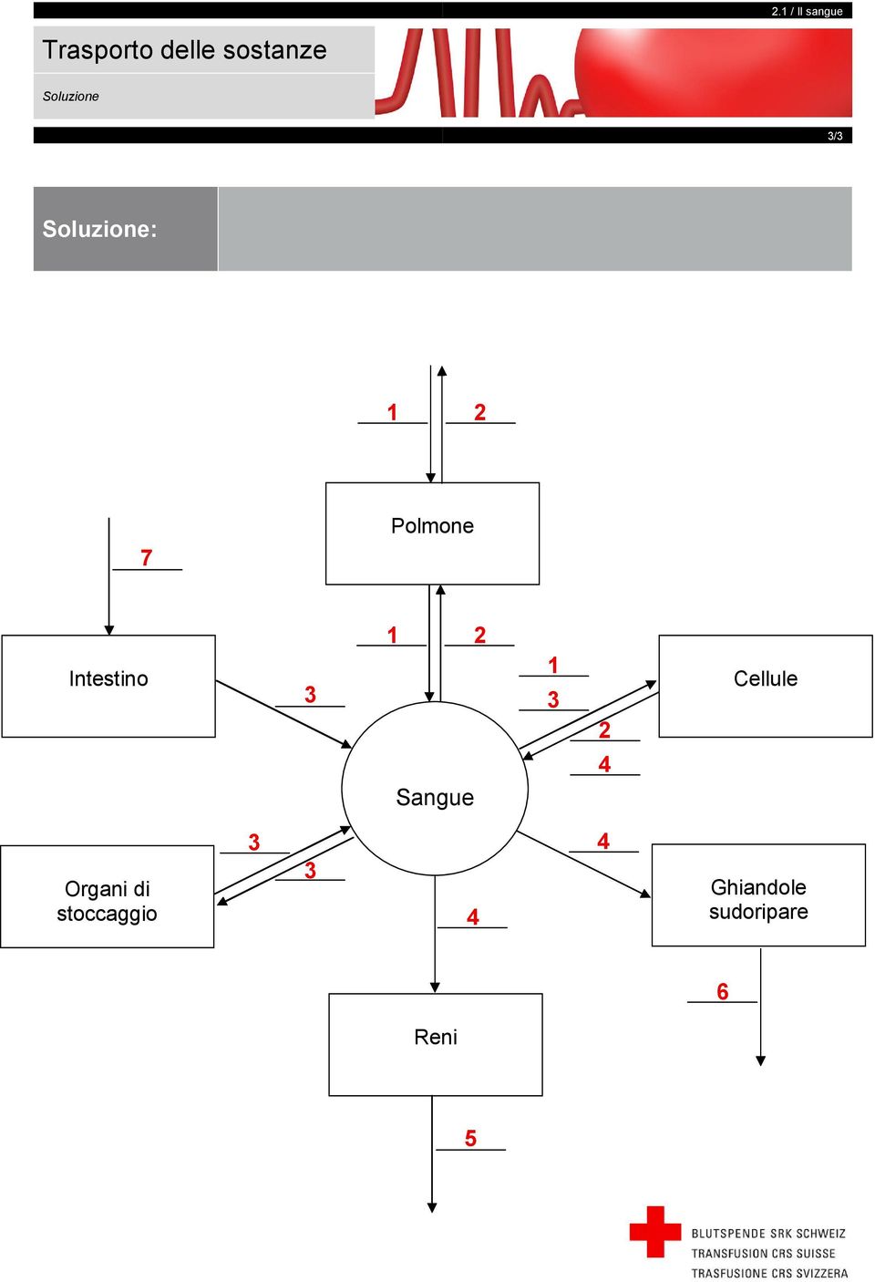 3 1 2 1 3 2 Cellule 4 Sangue Organi di