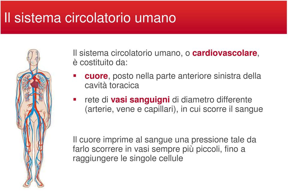 diametro differente (arterie, vene e capillari), in cui scorre il sangue Il cuore imprime al