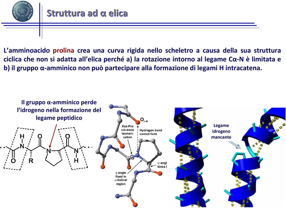 limitata e b) il gruppo α-amminico non può partecipare alla formazione di legami H intracatena.