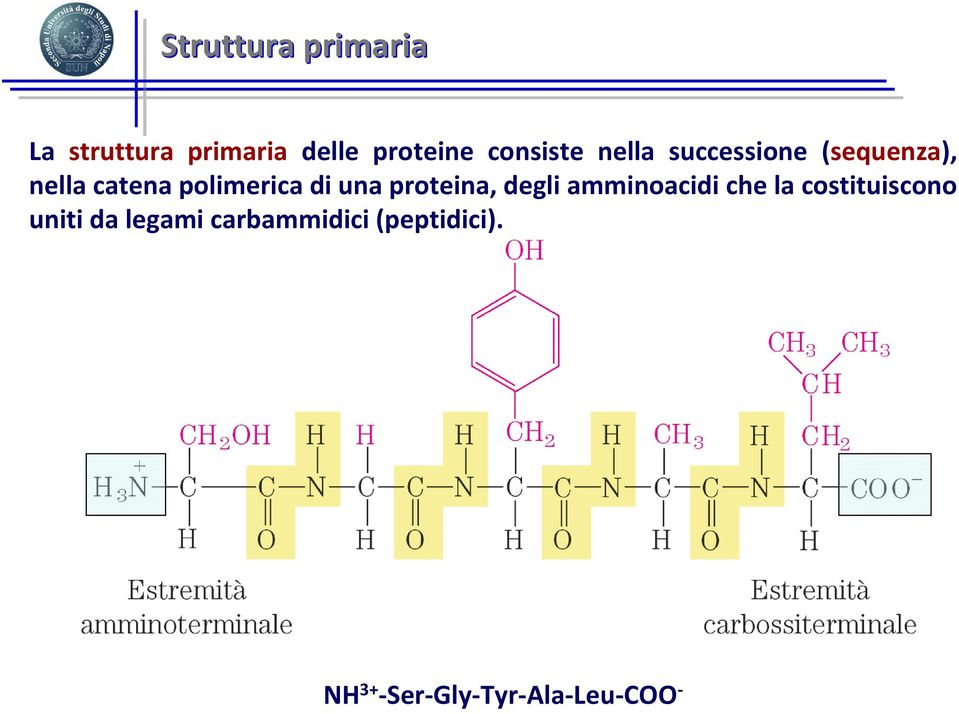 polimerica di una proteina, degli amminoacidi che la