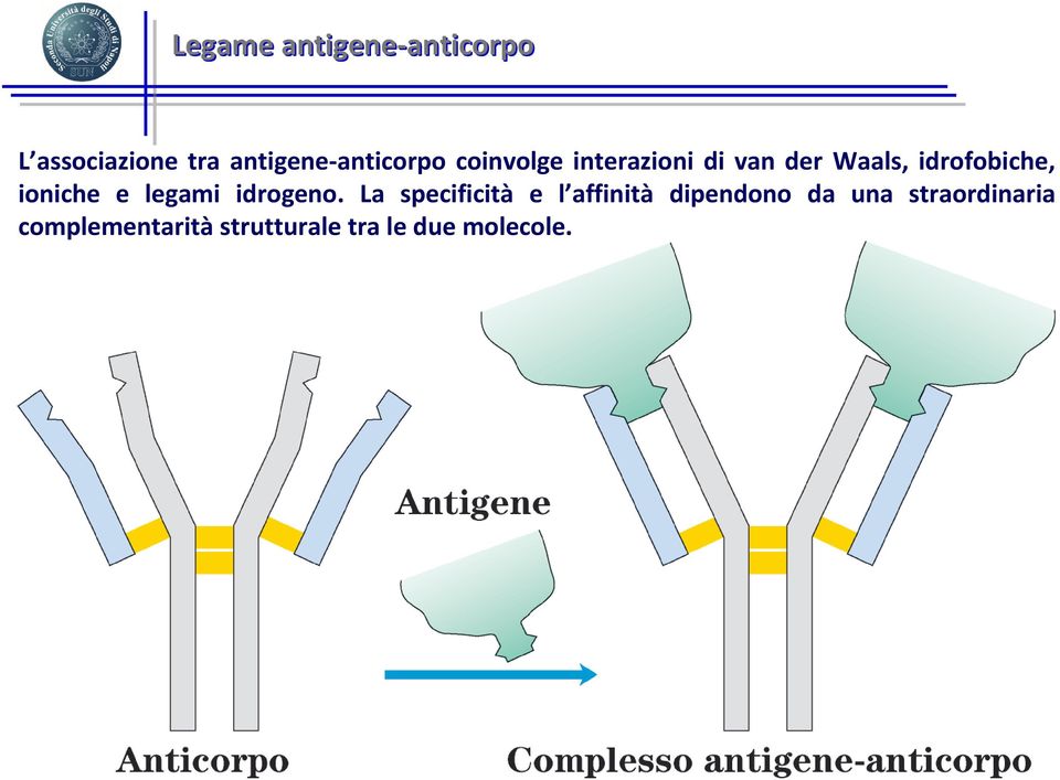 idrofobiche, ioniche e legami idrogeno.