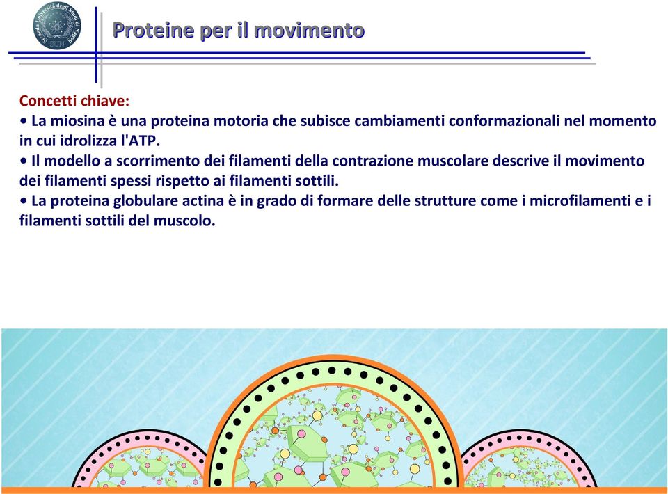 Il modello a scorrimento dei filamenti della contrazione muscolare descrive il movimento dei filamenti