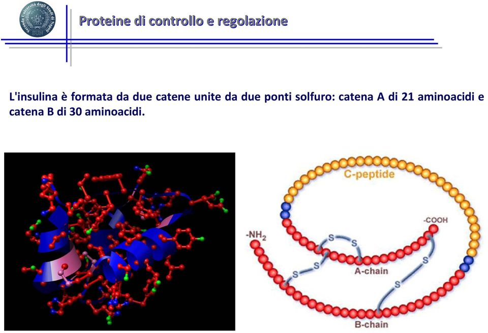 unite da due ponti solfuro: catena A