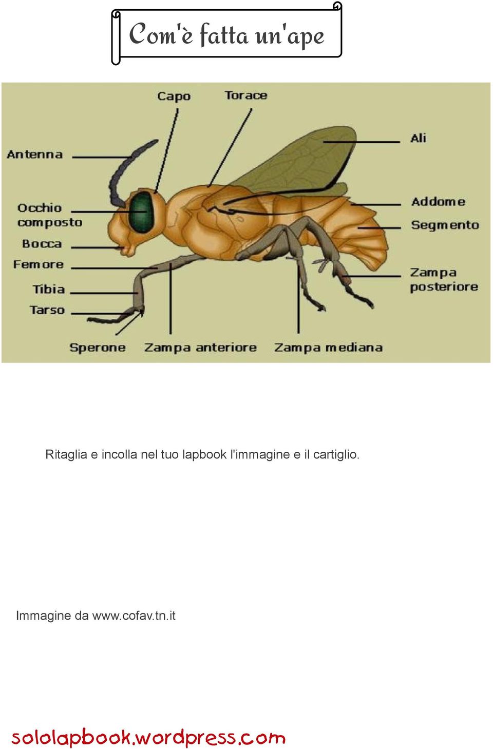 lapbook l'immagine e il