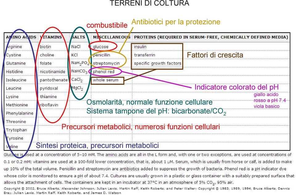 bicarbonate/co 2 Precursori metabolici, numerosi funzioni cellulari Sintesi