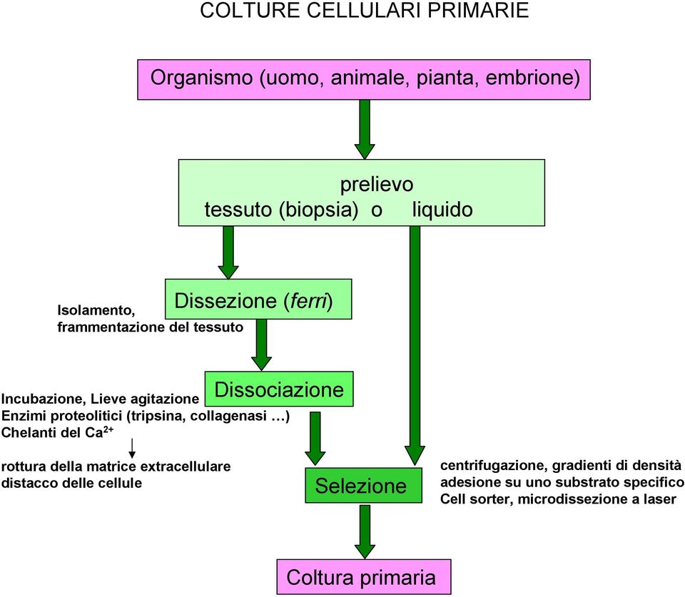 proteolitici (tripsina, collagenasi ) Chelanti del Ca 2+ rottura della matrice extracellulare distacco delle cellule