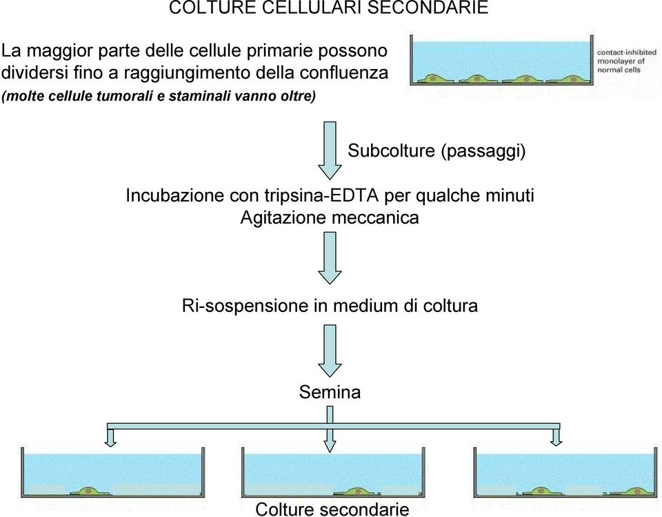 staminali vanno oltre) Subcolture (passaggi) Incubazione con tripsina-edta per