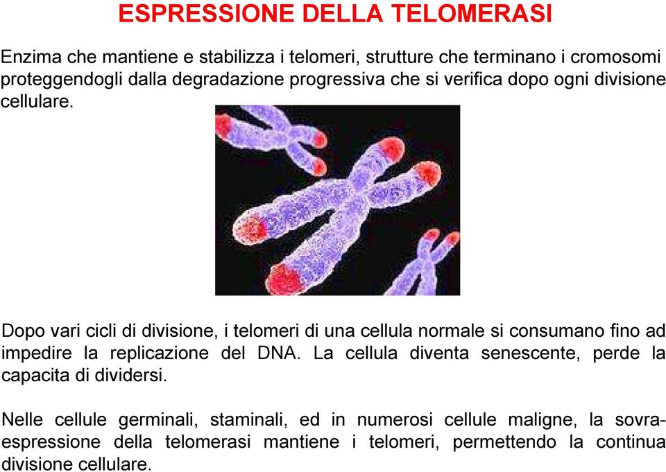 Dopo vari cicli di divisione, i telomeri di una cellula normale si consumano fino ad impedire la replicazione del DNA.
