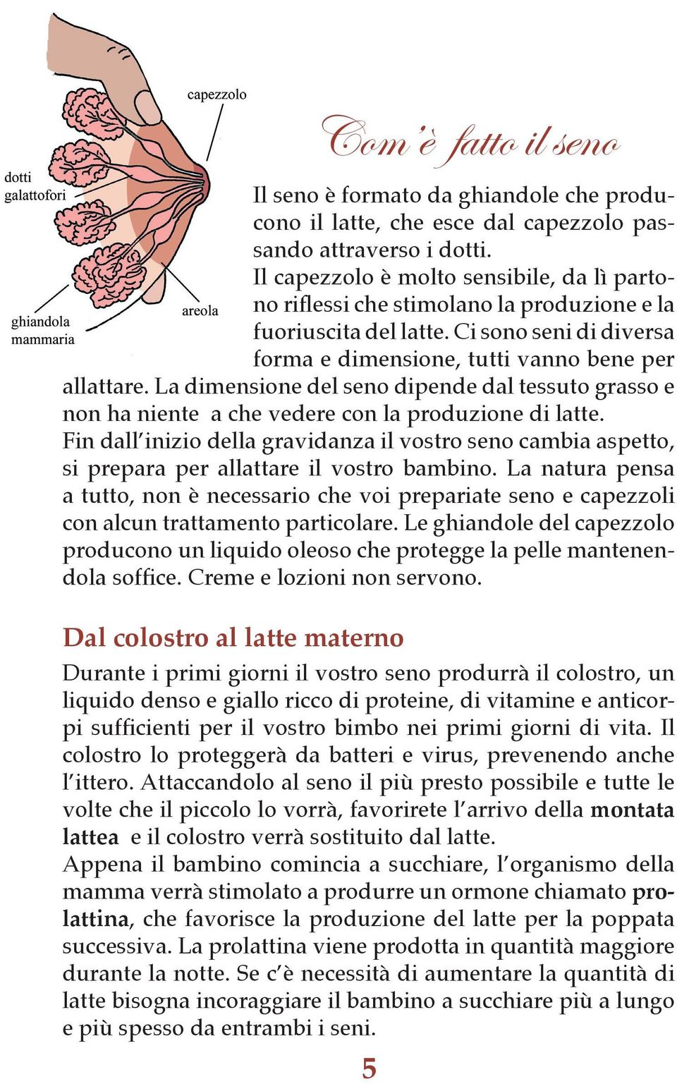 La dimensione del seno dipende dal tessuto grasso e non ha niente a che vedere con la produzione di latte.