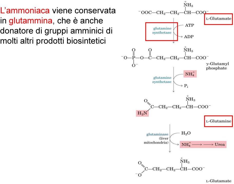 donatore di gruppi amminici