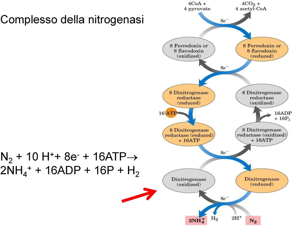 H + + 8e - + 16ATP