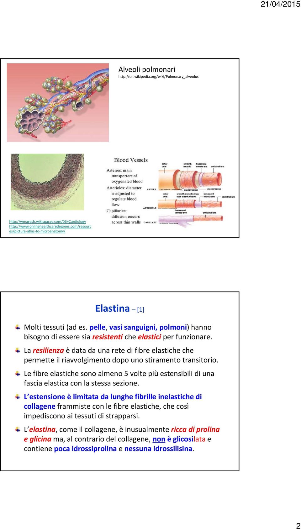 La resilienza è data da una rete di fibre elastiche che permette il riavvolgimento dopo uno stiramento transitorio.