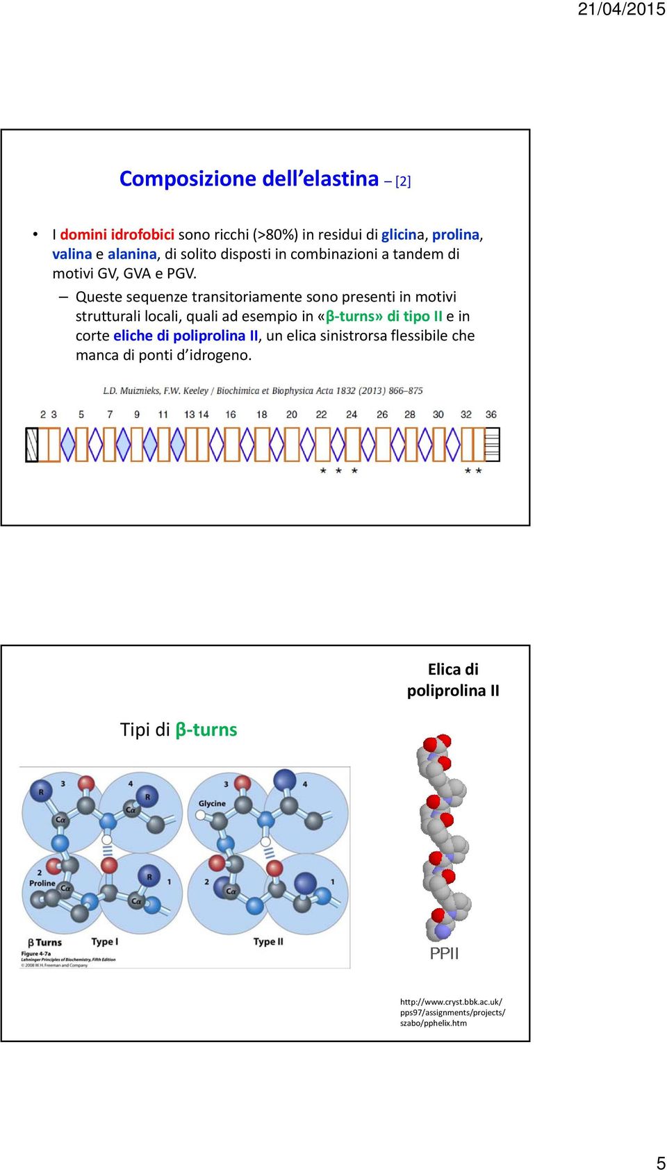 Queste sequenze transitoriamente sono presenti in motivi strutturali locali, quali ad esempio in «β turns» di tipo II e in corte