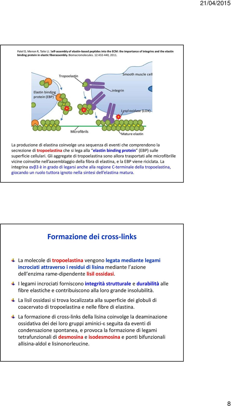 Gli aggregate di tropoelastina sono allora trasportati alle microfibrille vicine coinvolte nell aasemblaggio della fibra di elastina, e la EBP viene riciclata.