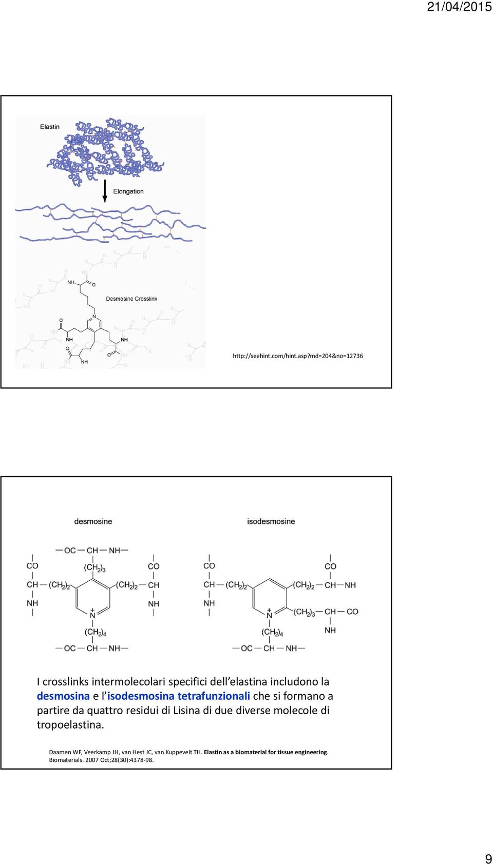 isodesmosina tetrafunzionali che si formano a partire da quattro residui di Lisina di due diverse