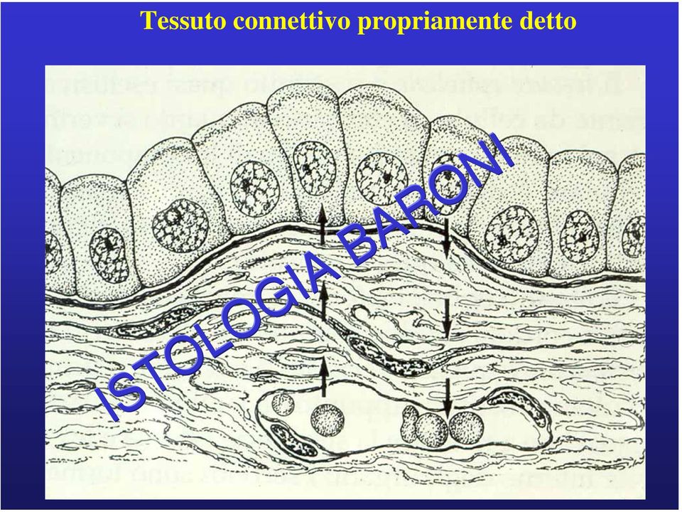 ISTOLOGIA ISTOLOGIA