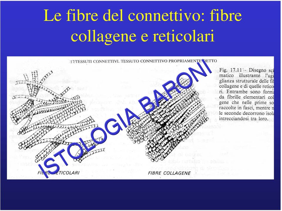 reticolari ISTOLOGIA