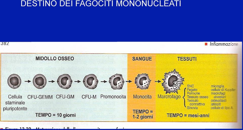 FAGOCITI