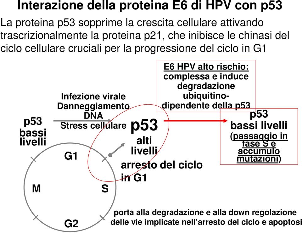 cellulare G1 S E6 HPV alto rischio: complessa e induce degradazione ubiquitinodipendente della p53 p53 bassi livelli (passaggio in fase S e accumulo