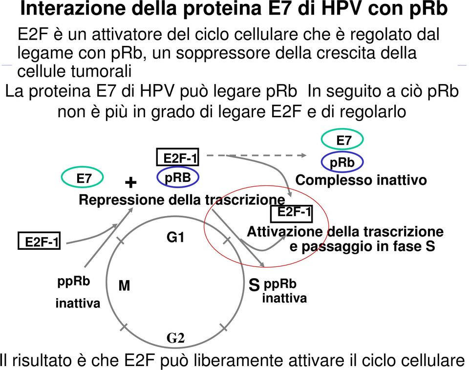 legare E2F e di regolarlo E2F-1 E7 + E2F-1 prb Repressione della trascrizione G1 E2F-1 E7 prb Complesso inattivo Attivazione