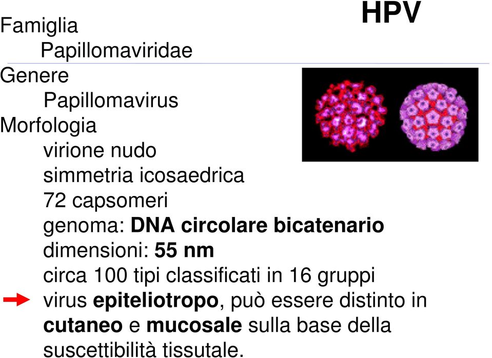 dimensioni: 55 nm circa 100 tipi classificati in 16 gruppi virus