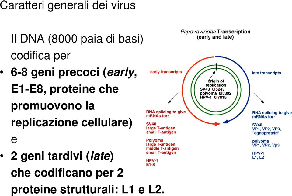 che promuovono la replicazione cellulare) e 2 geni