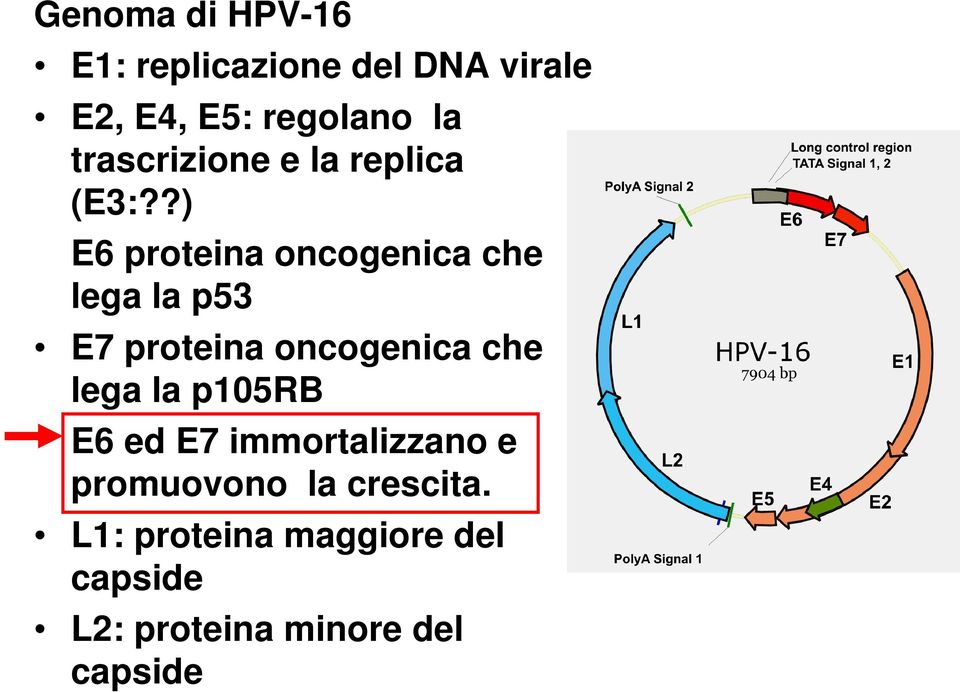 ?) E6 proteina oncogenica che lega la p53 E7 proteina oncogenica che lega