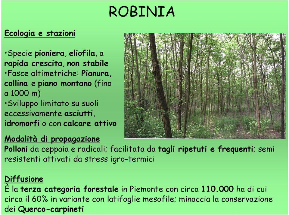 ceppaia e radicali; facilitata da tagli ripetuti e frequenti; semi resistenti attivati da stress igro-termici Diffusione È la terza