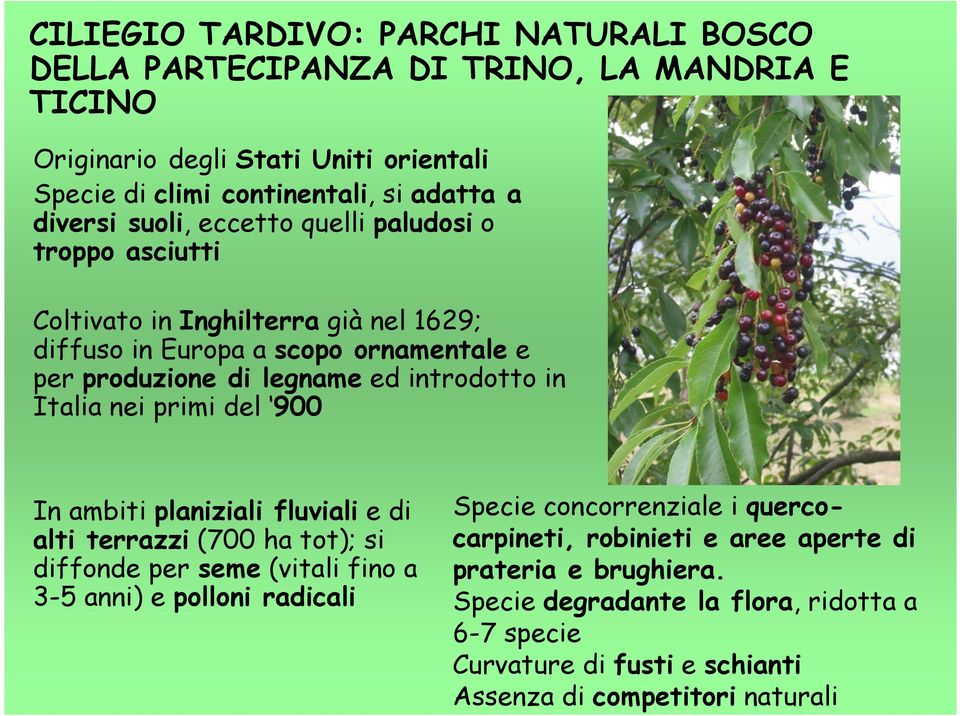 in Italia nei primi del 900 In ambiti planiziali fluviali e di alti terrazzi (700 ha tot); si diffonde per seme (vitali fino a 3-5 anni) e polloni radicali Specie