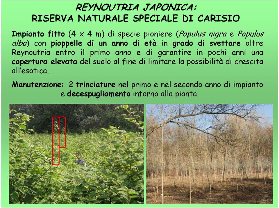 e di garantire in pochi anni una copertura elevata del suolo al fine di limitare la possibilità di crescita all