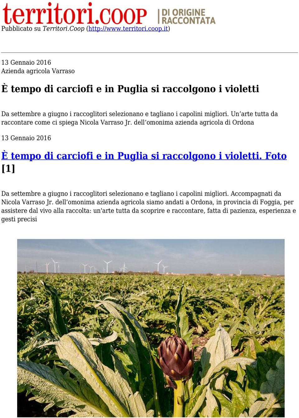 Un arte tutta da raccontare come ci spiega Nicola Varraso Jr. dell omonima azienda agricola di Ordona 13 Gennaio 2016 È tempo di carciofi e in Puglia si raccolgono i violetti.