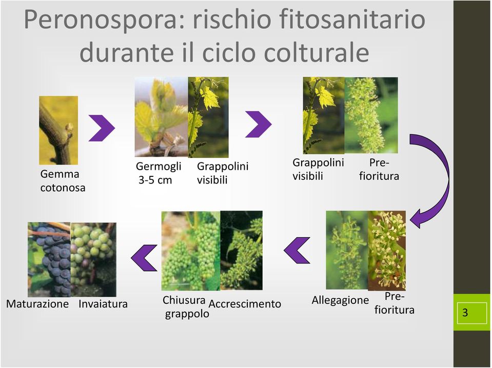 visibili Grappolini visibili Prefioritura Maturazione