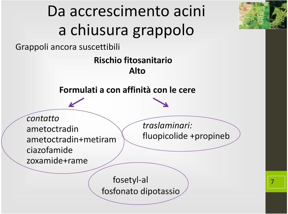 le cere contatto ametoctradin ametoctradin+metiram ciazofamide