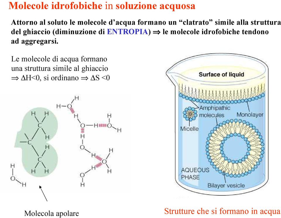 idrofobiche tendono ad aggregarsi.